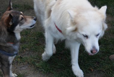 İki köpek birbiriyle oynuyor. 