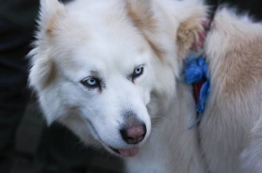 Bulanık arka planda beyaz köpekli. 