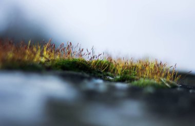 İlki, ilkbahar çimen ve yosun filizleri 