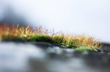 İlki, ilkbahar çimen ve yosun filizleri 