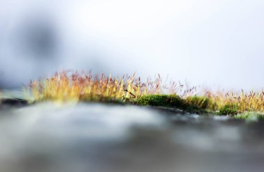 İlki, ilkbahar çimen ve yosun filizleri 