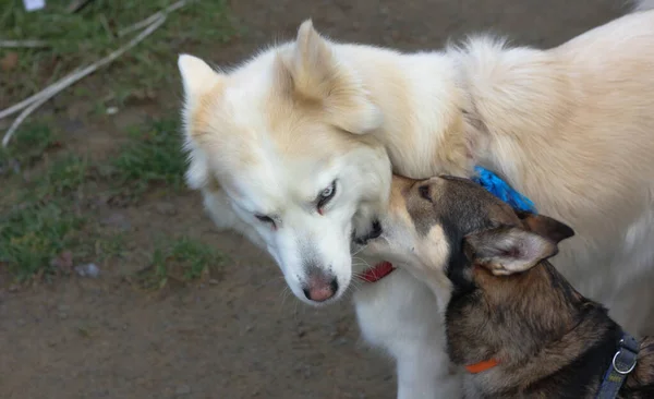 Dua Anjing Bermain Dengan Satu Sama Lain — Stok Foto