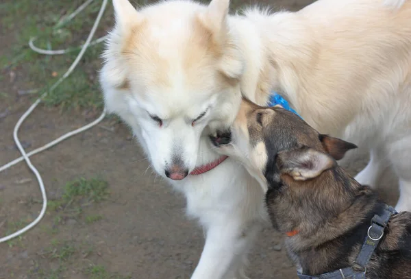 Two Dogs Play Each Other — Stock Photo, Image