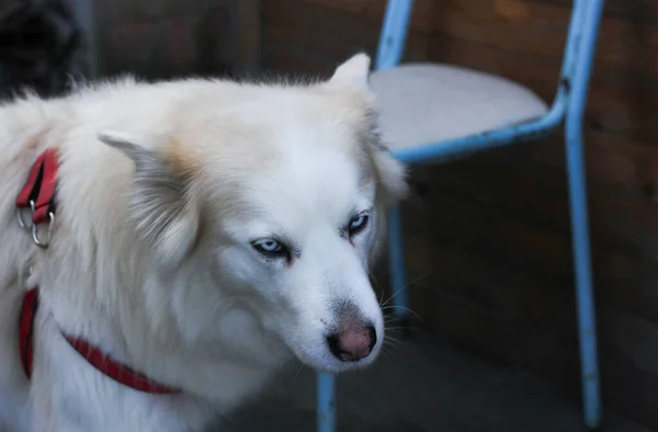 Білий Хаскі Собака Темному Розмитому Фоні — стокове фото