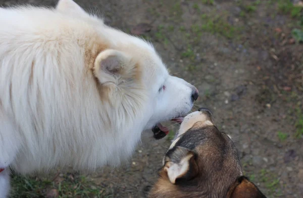 Две Собаки Играют Друг Другом — стоковое фото