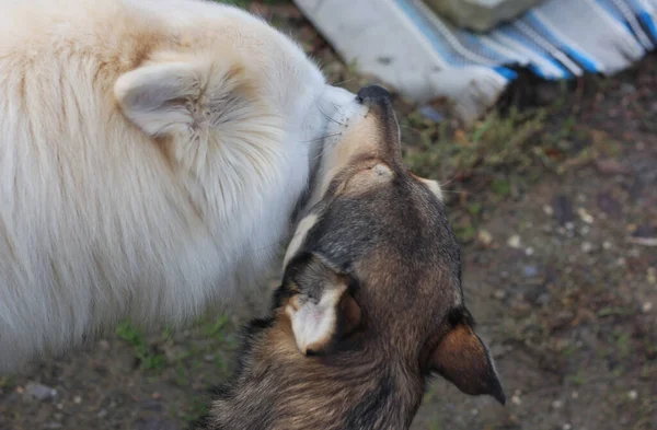 Dwa Psy Bawią Się Sobą — Zdjęcie stockowe