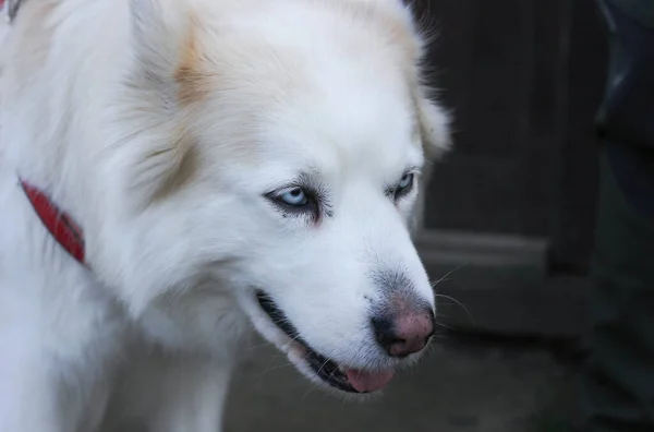 Vit Husky Hund Mörk Suddig Bakgrund — Stockfoto