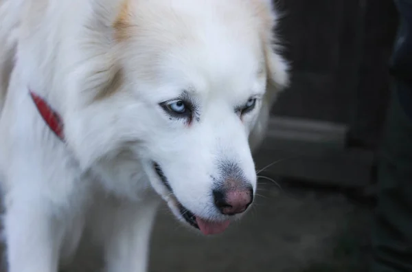 Biały Pies Husky Ciemnym Rozmytym Tle — Zdjęcie stockowe