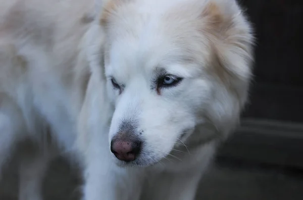 Biały Pies Husky Ciemnym Rozmytym Tle — Zdjęcie stockowe