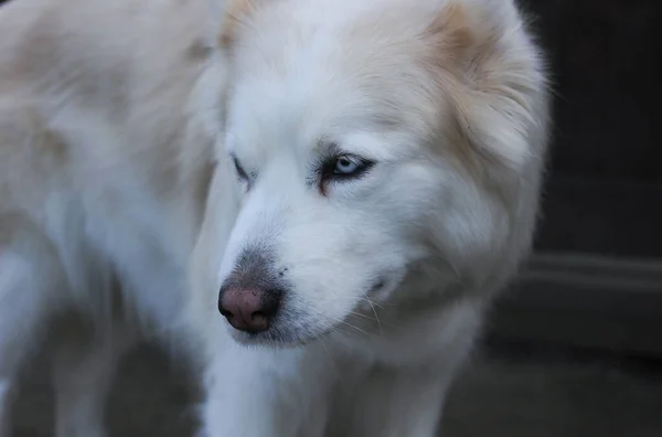 Witte Husky Hond Een Donkere Wazige Achtergrond — Stockfoto