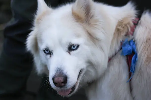 Biały Pies Husky Ciemnym Rozmytym Tle — Zdjęcie stockowe