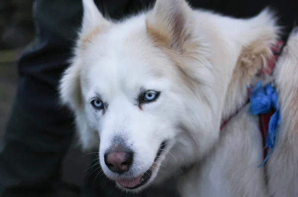 暗いぼやけた背景に白いハスキー犬 — ストック写真