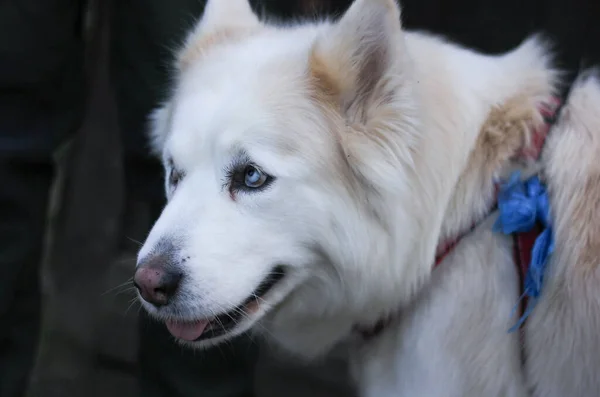 暗いぼやけた背景に白いハスキー犬 — ストック写真