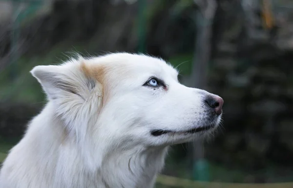 Weißer Husky Hund Auf Dunklem Hintergrund — Stockfoto