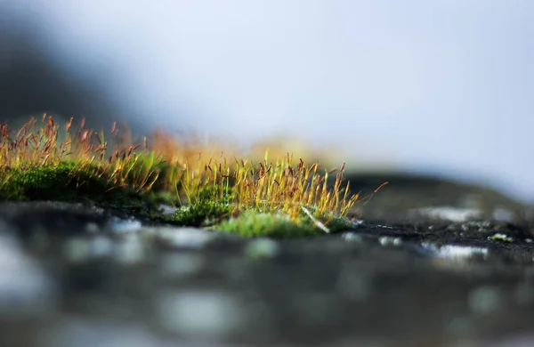 First Spring Shoots Green Grass Moss — Stock Photo, Image