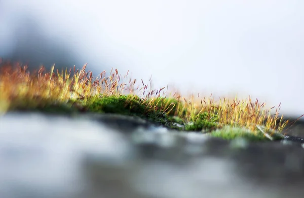 First Spring Shoots Green Grass Moss — Stock Photo, Image