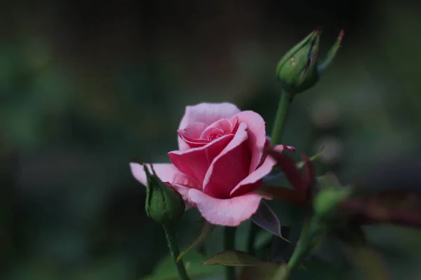 Blooming pink rose bud on blurred green nature background