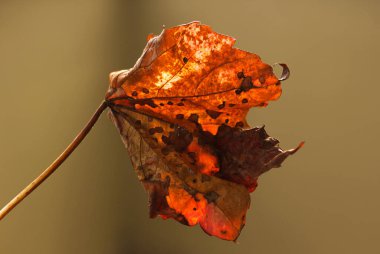 Sarı sonbahar yaprağı, bulanık yeşil arka planda