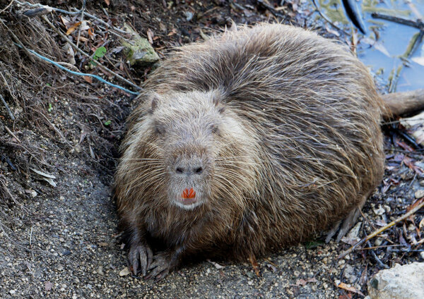 Muskrat