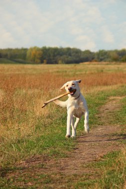 mutlu labrador koşu