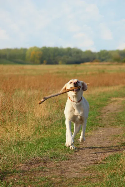 Labrador berjalan bahagia — Stok Foto