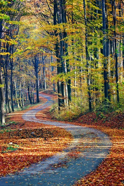 Footpath through autumn forest — Stock Photo, Image
