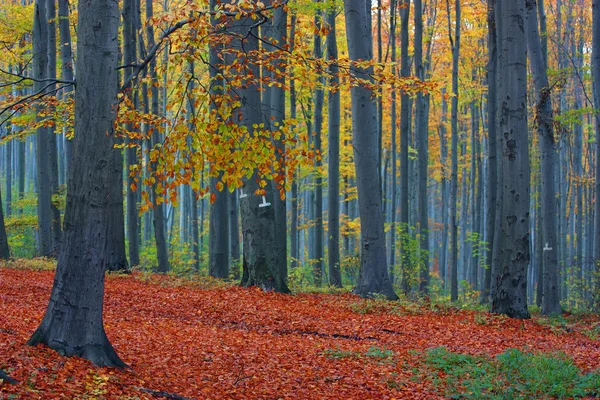 Ormanda altın ile sonbahar yaprakları — Stok fotoğraf
