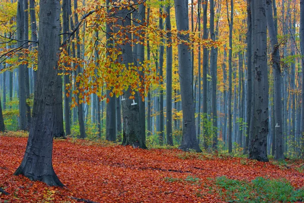 Forest in autumn with golden leafs — Stock Photo, Image