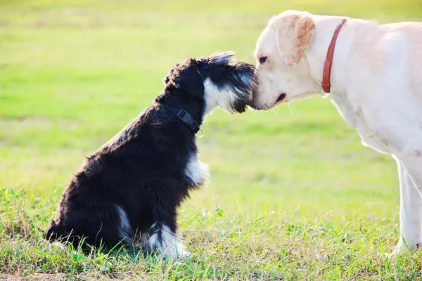 Minyatür schnuzer ve labrador bağlanma — Stok fotoğraf