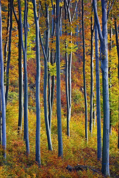 Jesień w malowniczym lesie Obrazy Stockowe bez tantiem