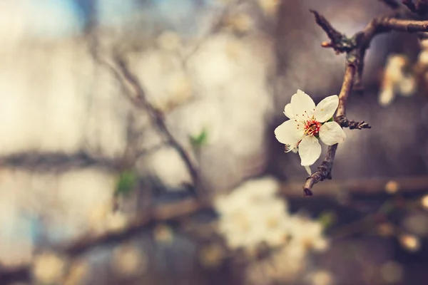 Flowers blossoming in spring — Stock Photo, Image