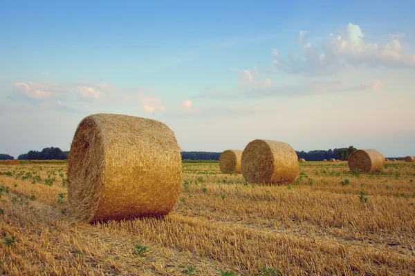 Harvested bales of hay in the fields — Stock Photo, Image