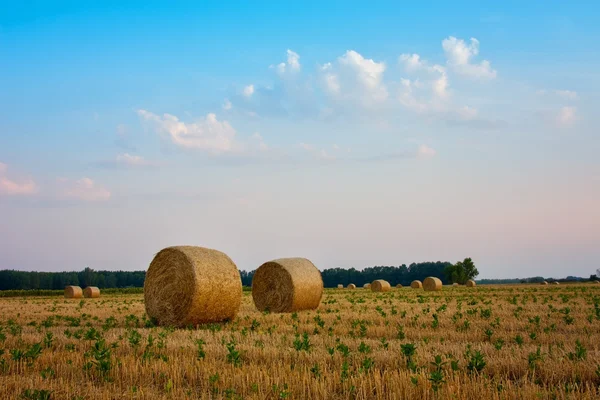 Hay bales in the fields at sunset — Stock Photo, Image