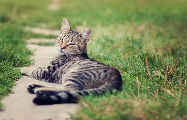 Kot odpoczywa w ogrodzie Zdjęcia Stockowe bez tantiem