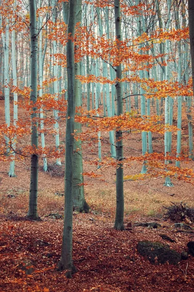 Beautiful forest in Matra in Hungary — Stock Photo, Image