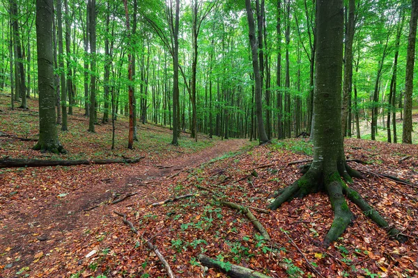 Beech trees in summer covered in green leaves in beech forest