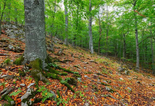 Beech Trees Summer Covered Green Leaves Forest — Stock Photo, Image