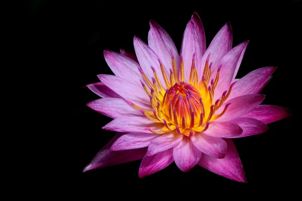 Pink lotus — Stock Photo, Image