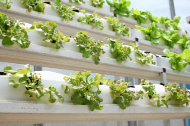 Hydroponic salata sebze.