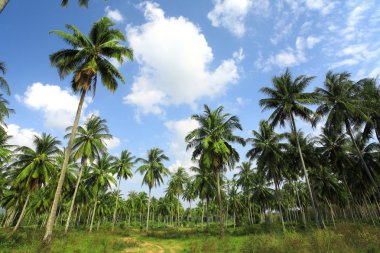 Hindistan cevizi plantasyon