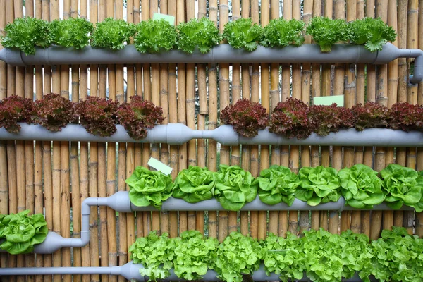 Hydroponic salata sebze. — Stok fotoğraf