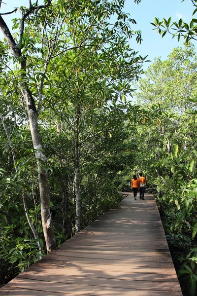 Wood path way in Mangrove forest, Thailand — Stock Photo, Image