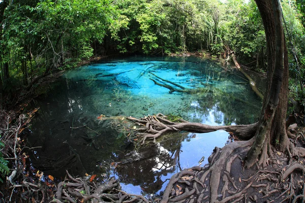 Zümrüt Havuzu. Krabi, Tayland