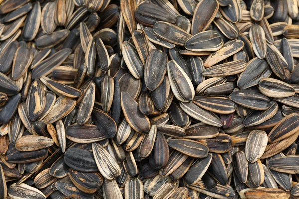 Ayçiçeği tohumları kapanıyor..