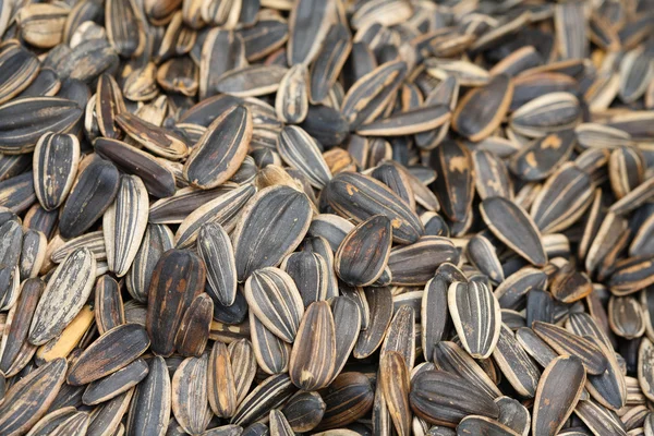 Ayçekirdeği arka planı