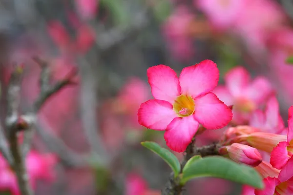 Flores de árbol de pagoda rosa —  Fotos de Stock