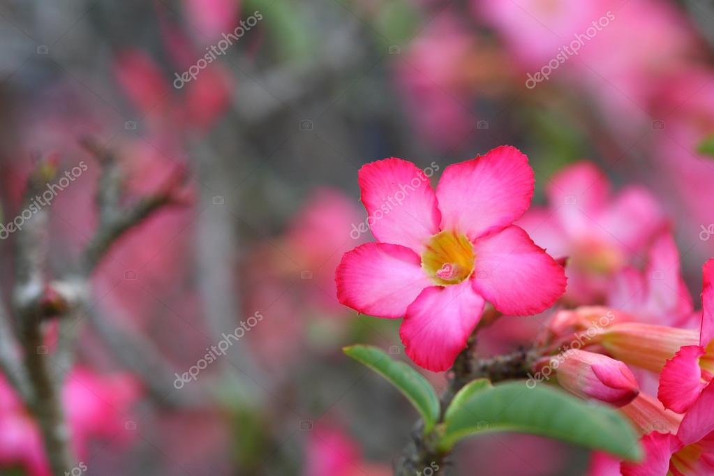 Pink Pagoda tree flowers — Stock Photo © beachboyx10 20039071