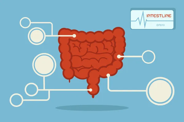 Infográfico do intestino, vetor —  Vetores de Stock