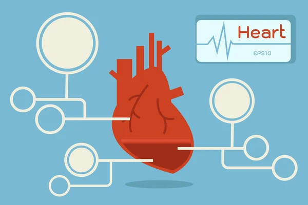 Heart infographic, vector — Stock Vector