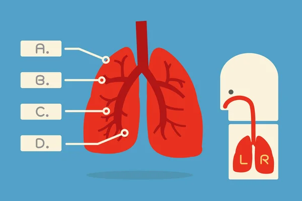 Lung infographic — Stock vektor